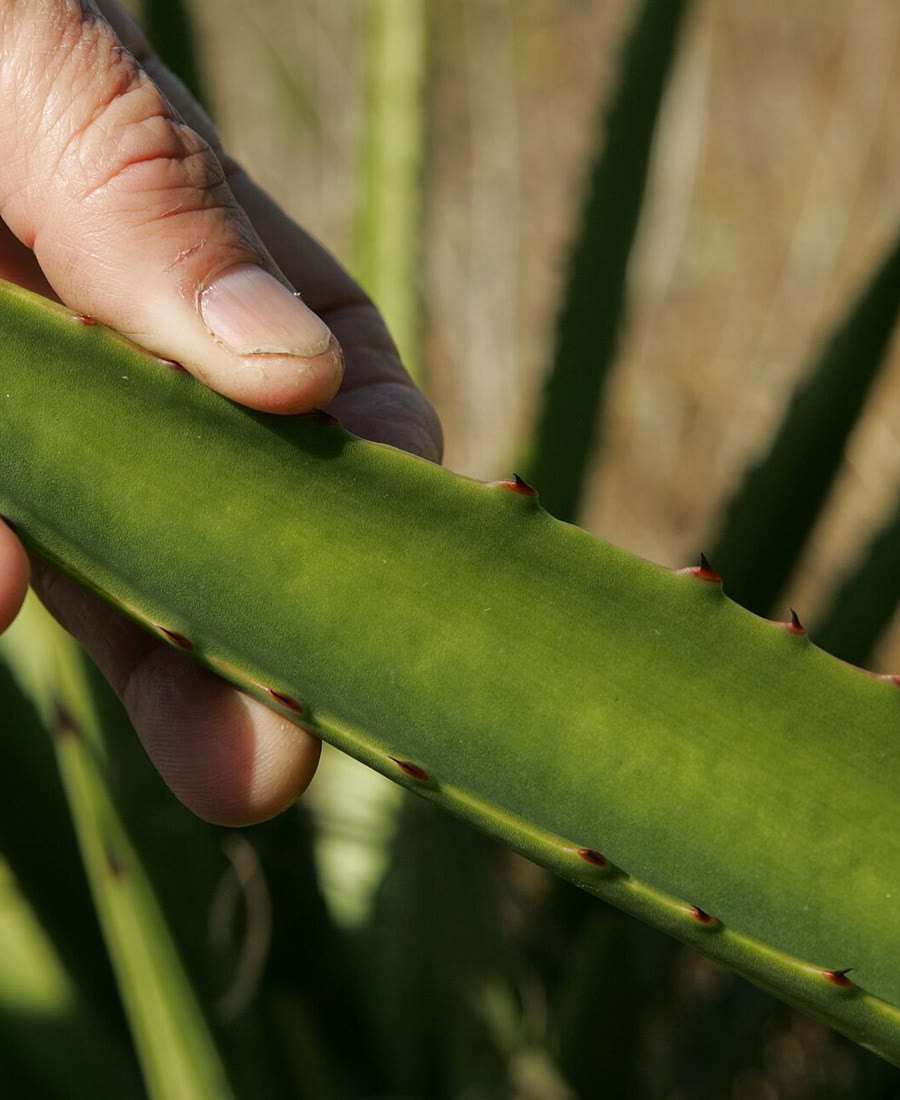 Aloe Vera