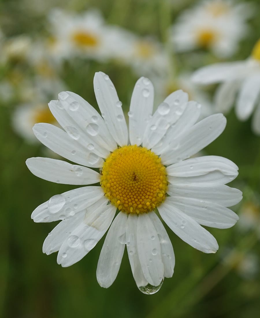 Chamomile