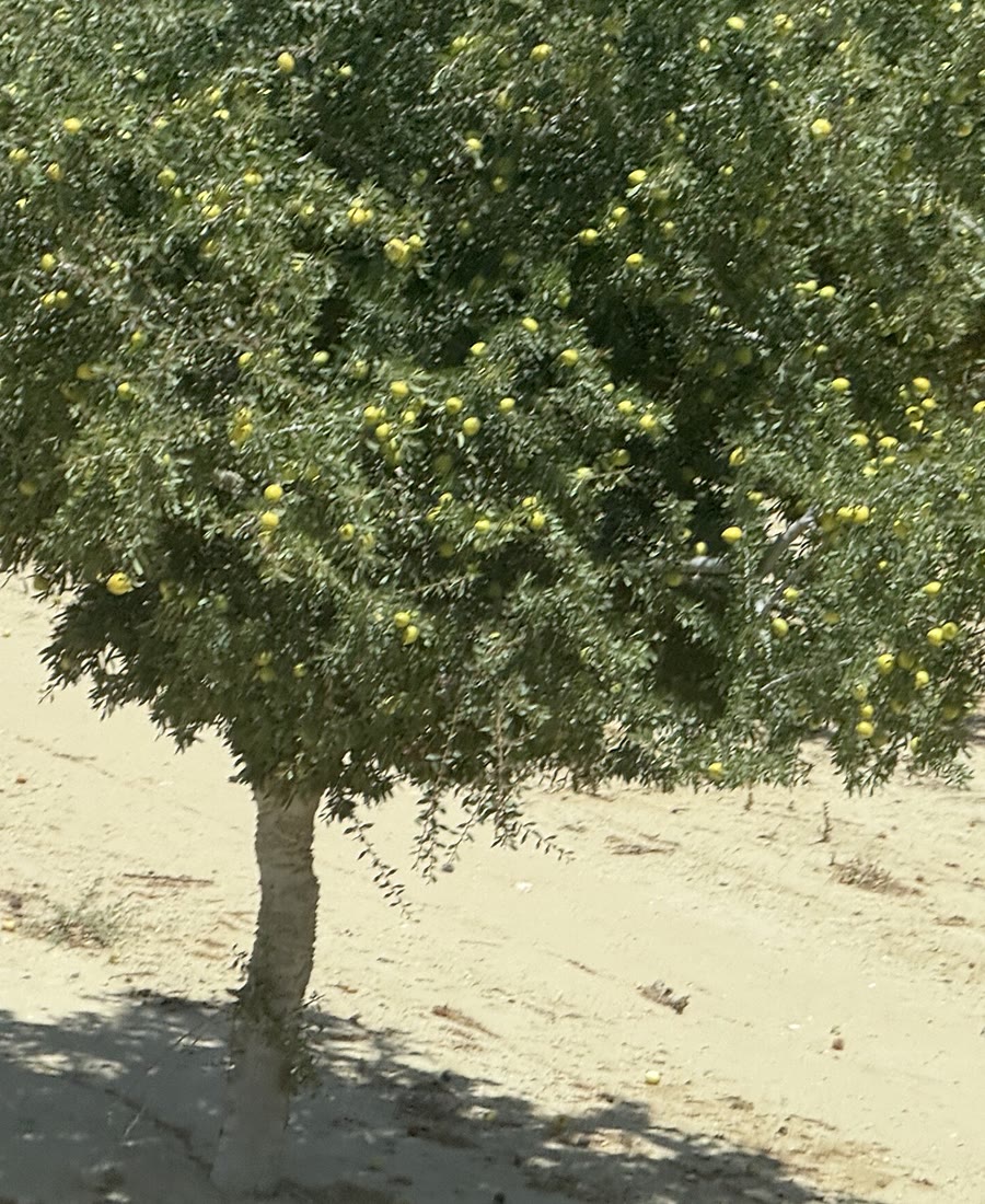 Jojoba Oil
