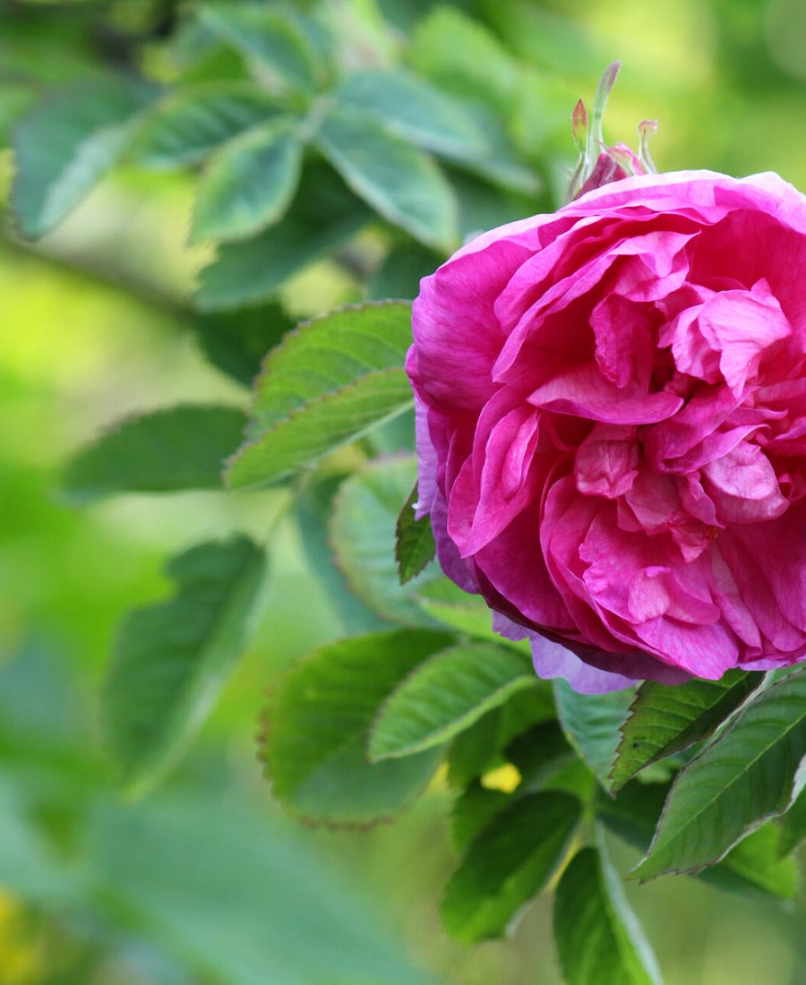 Rosehip